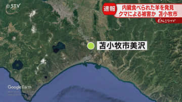 「カラスがたかっていて…」内臓食べられた羊を発見　クマによる被害か？苫小牧市の牧場