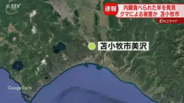 「カラスがたかっていて…」内臓食べられた羊を発見　クマによる被害か？苫小牧市の牧場