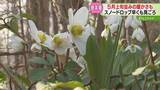 「「春を告げる花」スノードロップが早くも見ごろ　最高気温15℃超え！道内ことし１番の暖かさ」の画像1