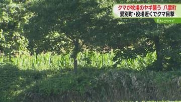 「クマが連れ去ったのでは」ヤギを引きずって襲ったか　やぶの中でヤギ食べるクマ確認　北海道