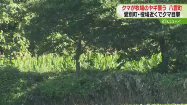 「クマが連れ去ったのでは」ヤギを引きずって襲ったか　やぶの中でヤギ食べるクマ確認　北海道