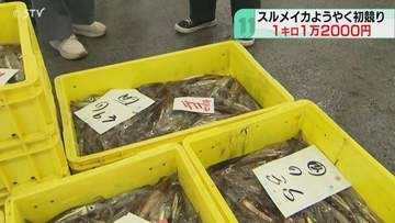 「秋に伸びてくれれば…」スルメイカ約100キロ水揚げ　初競りは前年上回る1キロ1万2000円