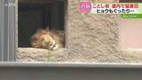 「サル山から消えたサル…動物も夏バテ気味でぐったり　熱中症疑いで搬送相次ぐ　道内４地点で猛暑日」の画像1