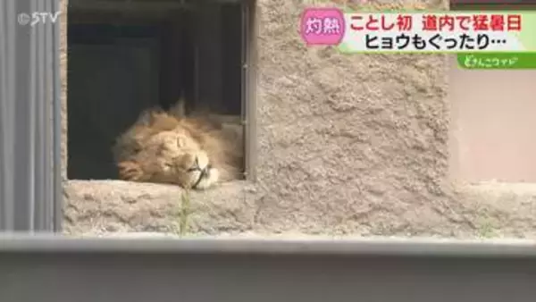 サル山から消えたサル…動物も夏バテ気味でぐったり　熱中症疑いで搬送相次ぐ　道内４地点で猛暑日