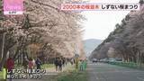 「「すごく感激していた」約2000本の桜並木　しずない桜まつり開催　新ひだか町・二十間道路」の画像1