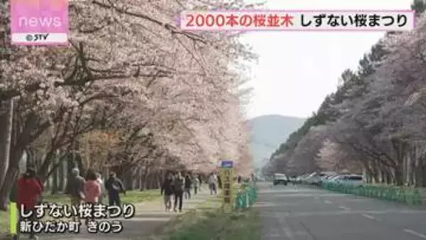 「すごく感激していた」約2000本の桜並木　しずない桜まつり開催　新ひだか町・二十間道路