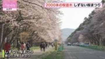 「すごく感激していた」約2000本の桜並木　しずない桜まつり開催　新ひだか町・二十間道路