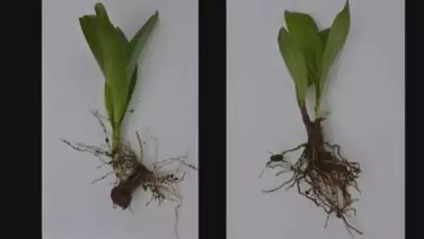 「ギョウジャニンニクの天ぷらを食べた」有毒植物・イヌサフランの誤食で70代女性死亡　札幌市