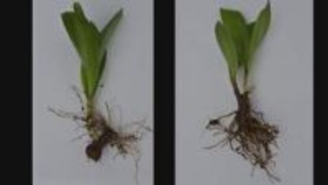 「ギョウジャニンニクの天ぷらを食べた」有毒植物・イヌサフランの誤食で70代女性死亡　札幌市