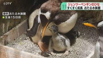ふ化した日の体重85グラム　ジェンツーペンギンのひな誕生　すくすく成長中　おたる水族館