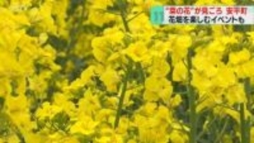 丘一面に広がる黄色い絨毯　菜の花が見ごろ迎える　限定メニューやスタンプラリーも　安平町