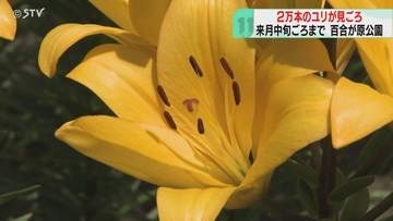 園内に１００種類２万本　色とりどりのユリが見ごろ　「イエローダイヤモンド」などが一面に…札幌・百合が原公園