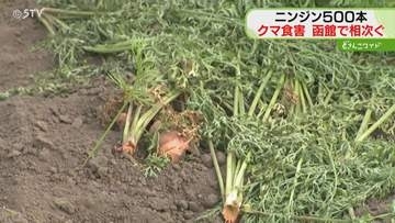 ニンジン約500本食い荒らす　畑にはクマの足跡やフン　函館で食害相次ぐ…箱わな設置を検討　北海道