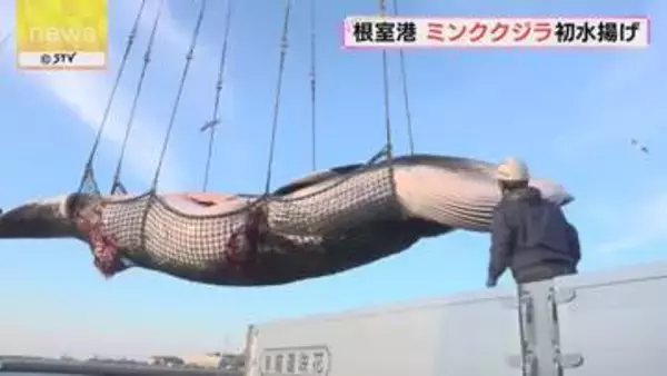 「根室港 ミンククジラ水揚げ ことしは好調なスタート」の画像