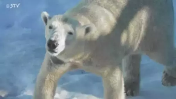 ホッキョクグマ“マルル”の一般公開始まる「まだ小さく感じた」約１年ぶりの飼育・公開　釧路市動物園