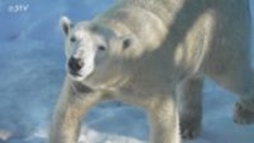 ホッキョクグマ“マルル”の一般公開始まる「まだ小さく感じた」約１年ぶりの飼育・公開　釧路市動物園