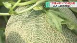 「特産品の夕張メロンが初出荷「なめらかなメロンができた」約3100トンの出荷見込む　北海道」の画像1