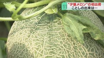 特産品の夕張メロンが初出荷「なめらかなメロンができた」約3100トンの出荷見込む　北海道