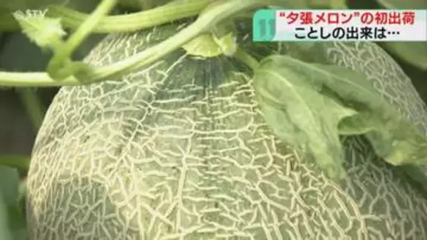 特産品の夕張メロンが初出荷「なめらかなメロンができた」約3100トンの出荷見込む　北海道