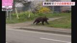 「悠々と歩く１頭のクマ　興部町内で４件の目撃　警察がパトロール」の画像1
