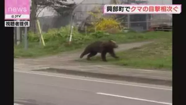 悠々と歩く１頭のクマ　興部町内で４件の目撃　警察がパトロール
