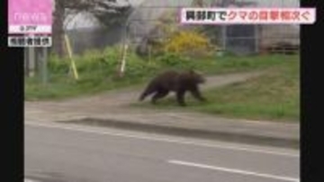 悠々と歩く１頭のクマ　興部町内で４件の目撃　警察がパトロール