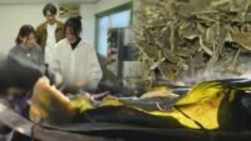 SHIROの新製品に採用！「日高昆布」の可能性に魅了され起業した大学生　コンブの価値を高める“若者の発想力”　北海道