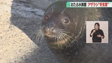 高波にさらわれないように…アザラシ「冬用プール」へ　練習して引っ越しに臨む　おたる水族館