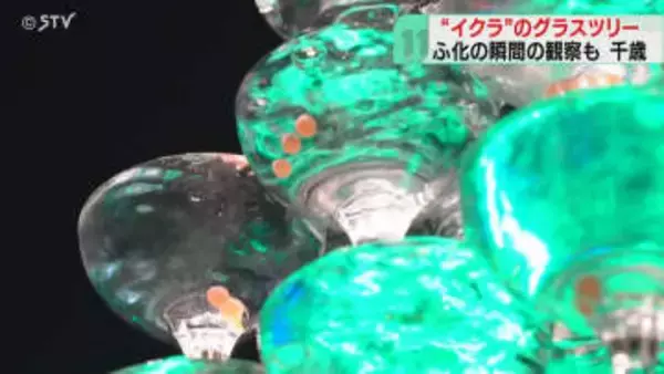 シャンパングラスの中に「赤ちゃん入ってるの…」イクラのグラスツリー展示　北海道・千歳水族館