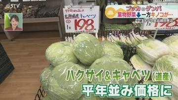 【中継】ハクサイとキャベツ　平年並みの価格まで下がる　キノコ類は値上がり…「寒さで需要が増加」