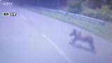 「【動画】あわや…トラックに衝突寸前 体長約1メートルのヒグマ飛び出す 北海道歌志内市」の画像1