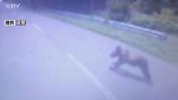 【動画】あわや…トラックに衝突寸前 体長約1メートルのヒグマ飛び出す 北海道歌志内市