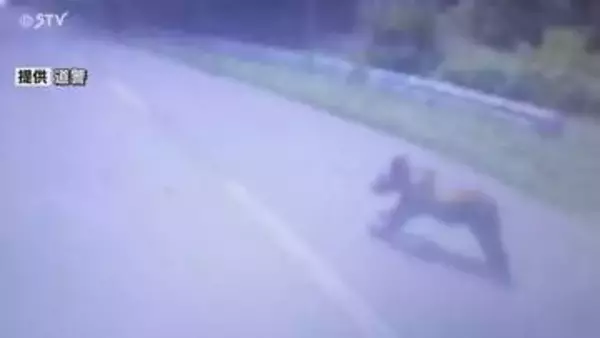 【動画】あわや…トラックに衝突寸前 体長約1メートルのヒグマ飛び出す 北海道歌志内市