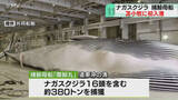 「世界唯一の捕鯨母船が入港！　船上で解体のクジラ肉水揚げ　ナガスクジラなど約380トン捕獲　北海道」の画像1