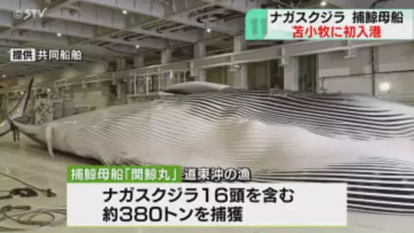 世界唯一の捕鯨母船が入港！　船上で解体のクジラ肉水揚げ　ナガスクジラなど約380トン捕獲　北海道