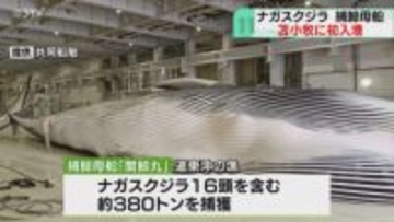 世界唯一の捕鯨母船が入港！　船上で解体のクジラ肉水揚げ　ナガスクジラなど約380トン捕獲　北海道