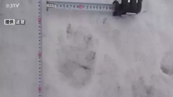 【親子グマか】中学校のグラウンドに幅15センチのクマの足跡…早くも冬眠から目覚めたか 北海道函館