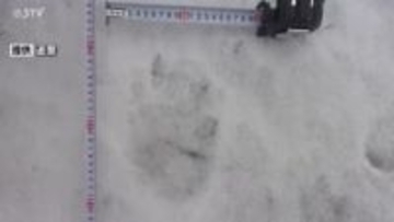 【親子グマか】中学校のグラウンドに幅15センチのクマの足跡…早くも冬眠から目覚めたか 北海道函館