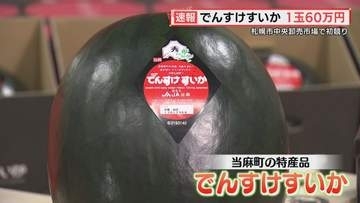1玉60万円　「でんすけすいか」の初競り　札幌市