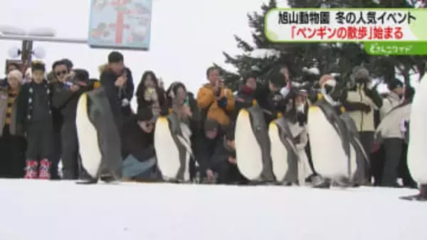 雪の上をよちよち…「すごく好きで」佐賀県から来た人も　ペンギンの散歩に多くの人　旭山動物園