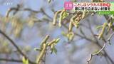 「去年よりシラカバ花粉多く飛散か　屋外ではマスク姿で歩く人　対策グッズさまざま　北海道」の画像1