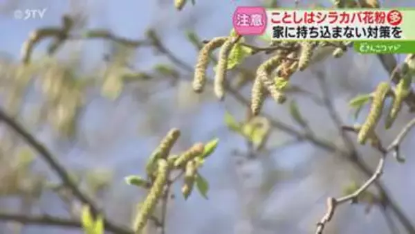 去年よりシラカバ花粉多く飛散か　屋外ではマスク姿で歩く人　対策グッズさまざま　北海道