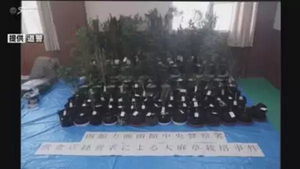 【画像】共同住宅で大麻草を大量栽培…約515万円相当の乾燥した植物片も　39歳男を逮捕　北海道