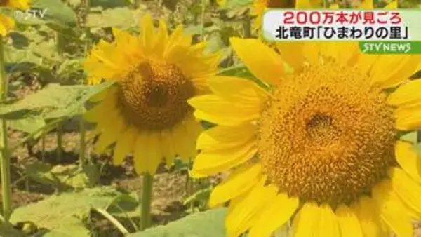 夏の風物詩…広大な畑に２００万本のヒマワリが見ごろ　北海道・北竜町「ひまわりの里」