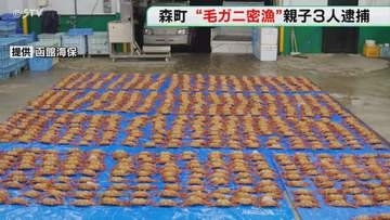 親子３人で毛ガニを「密漁」８０７匹・およそ３００キロ　余罪や販売ルートなど捜査　北海道森町