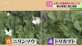 「山菜採りで4人死亡51人遭難　有毒植物による食中毒も「ポイントは匂い」春の味覚に潜む危険」の画像1