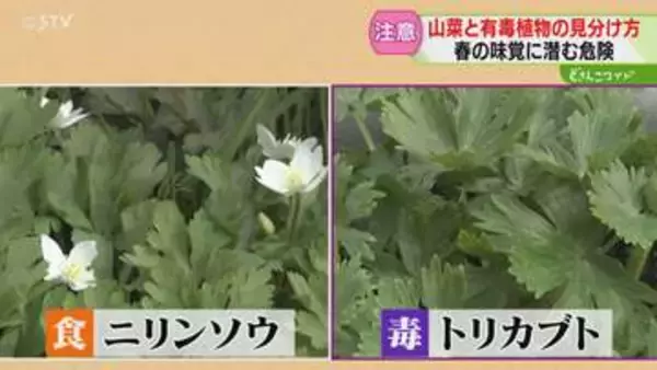 山菜採りで4人死亡51人遭難　有毒植物による食中毒も「ポイントは匂い」春の味覚に潜む危険