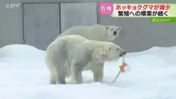 動物園の人気者に迫る危機　ホッキョクグマも“後継者不足”　繁殖試す円山動物園のいま　札幌