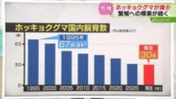【解説】止まらない国内ホッキョクグマの減少　ことしもすでに１頭死ぬ　繁殖技術向上がカギ　北海道