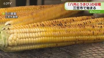 実が１周に８列ならぶ 「八列とうきび」収穫始まる　しっかりとした歯ごたえとうまみ　北海道三笠市